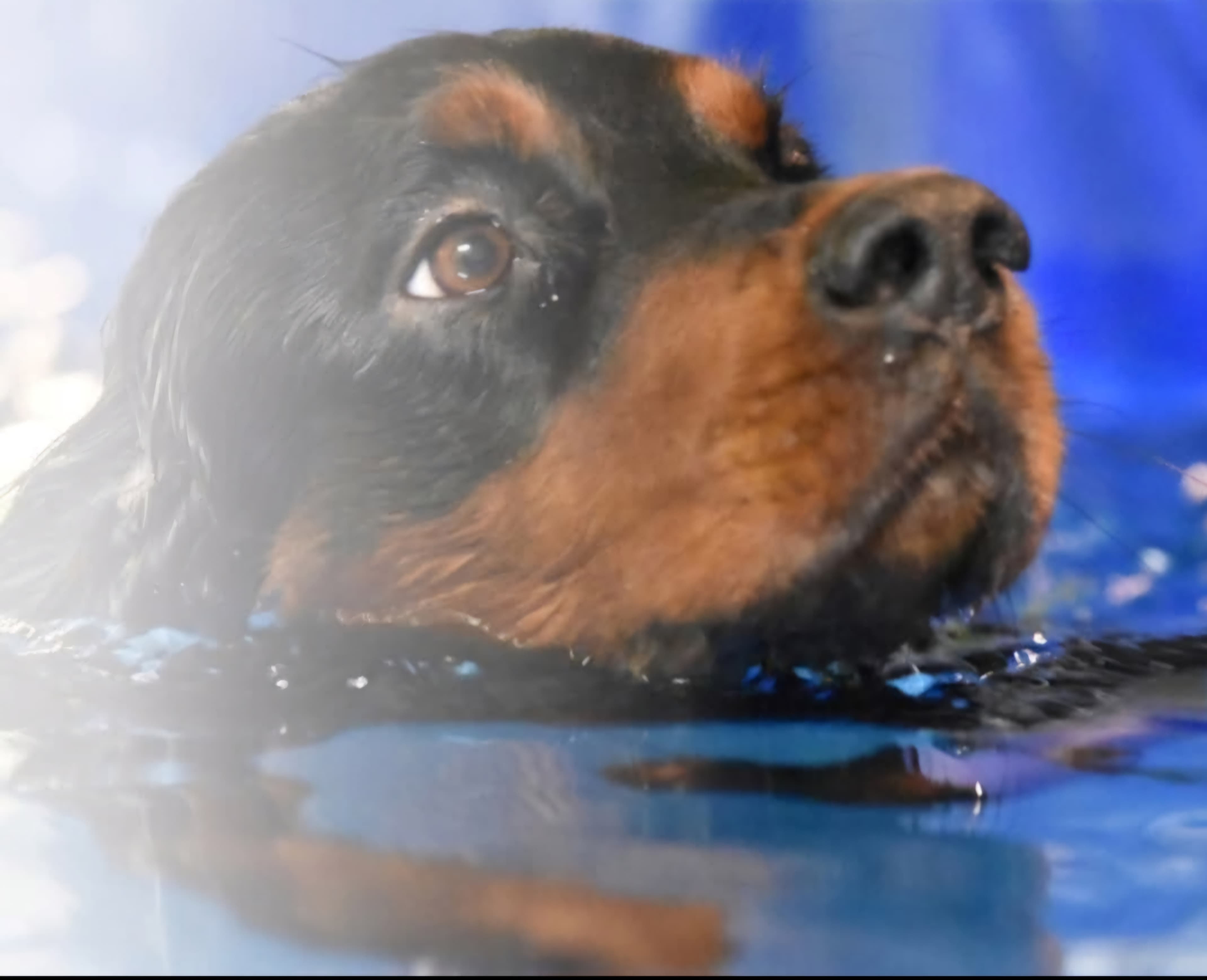 Ohjattu uinti koiralle